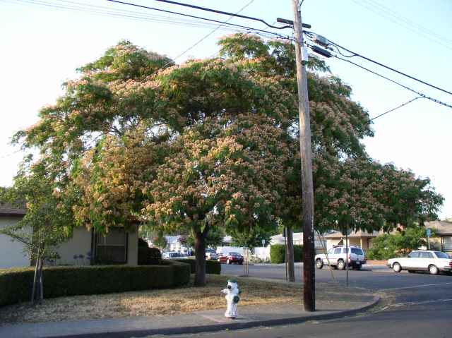 Albizia julibrissin