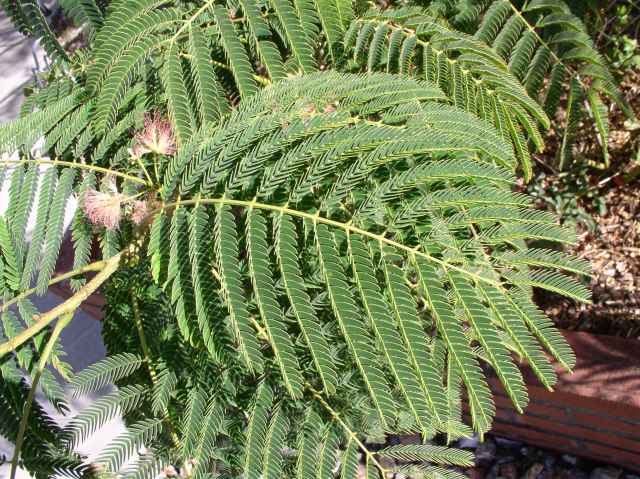 Albizia julibrissin