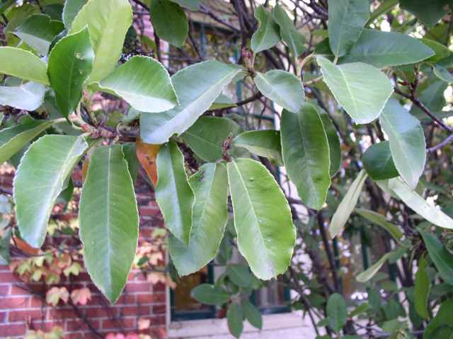 Photinia serrulata