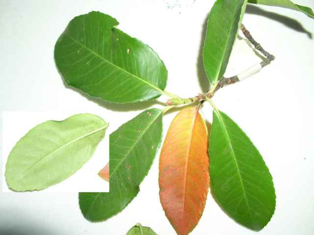 Photinia serrulata