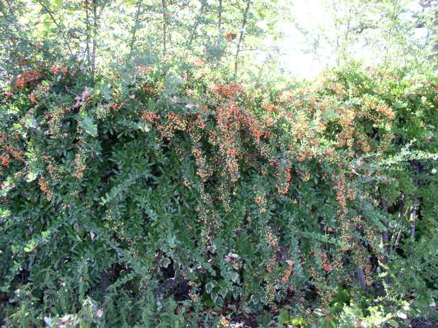 Pyracantha crenato-serrata 'Graberi'
