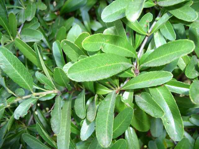 Pyracantha crenato-serrata 'Graberi'