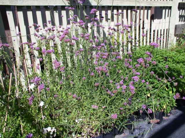 Verbena bonariensis
