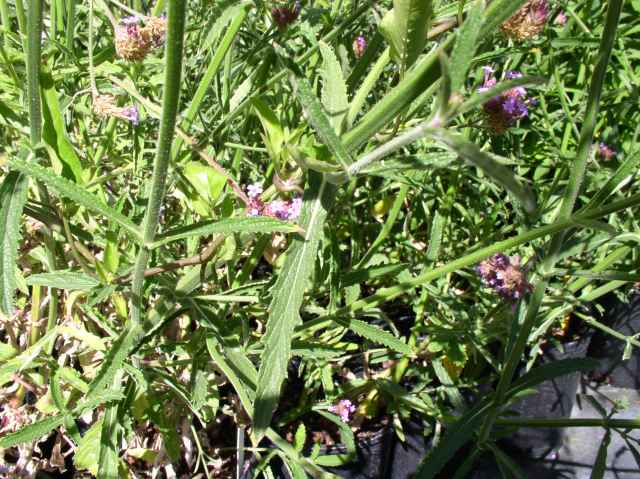 Verbena bonariensis