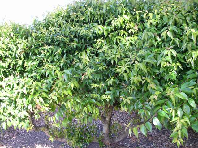 Xylosma congestum