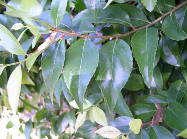 Xylosma congestum