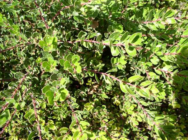 Arctostaphylos 'Emerald Carpet'