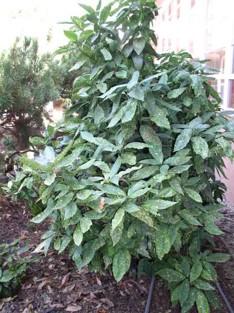 Aucuba japonica 'Variegata'