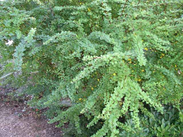 Berberis thunbergii