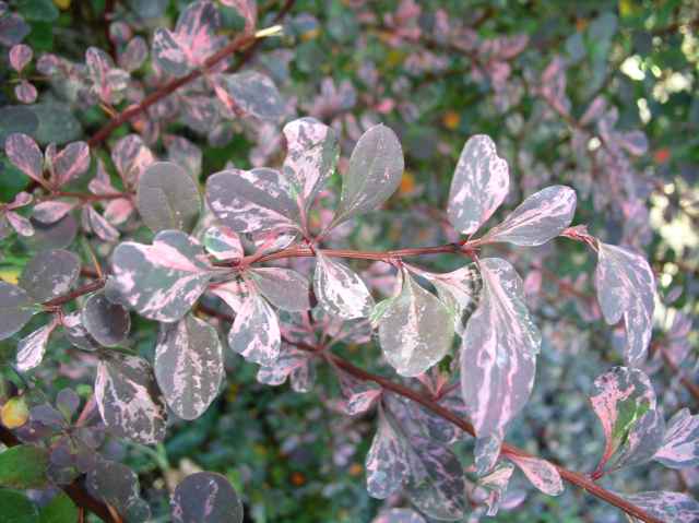 Berberis thunbergii 'Rose Glow'
