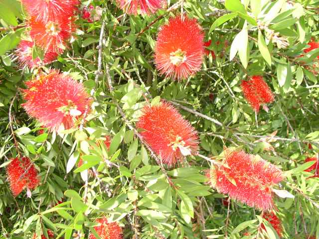 Callistemon citrinus