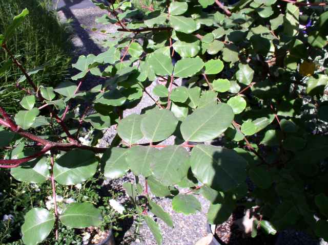 Ceratonia siliqua
