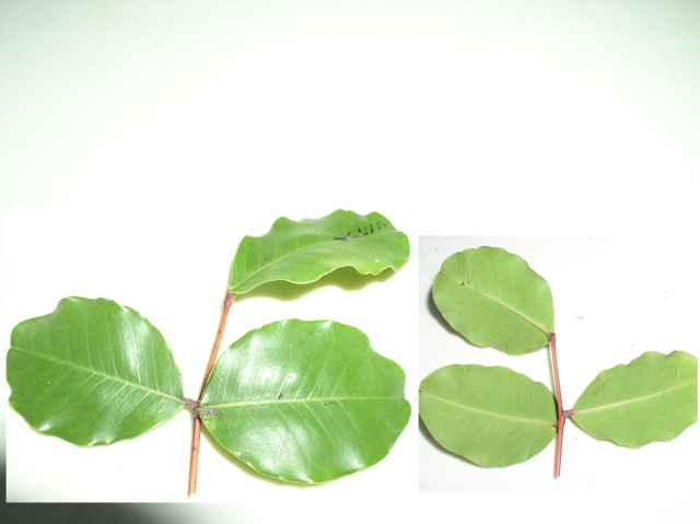 Ceratonia siliqua
