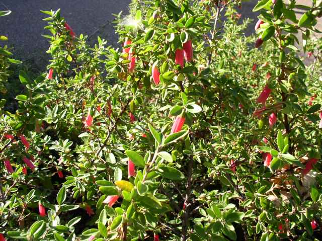 Correa 'Dusky Bells'