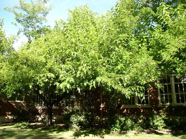 Morus alba 'Fruitless'