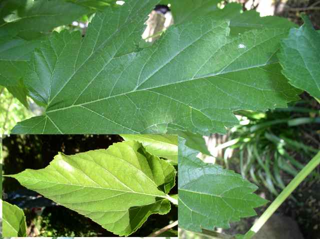 Morus alba 'Fruitless'