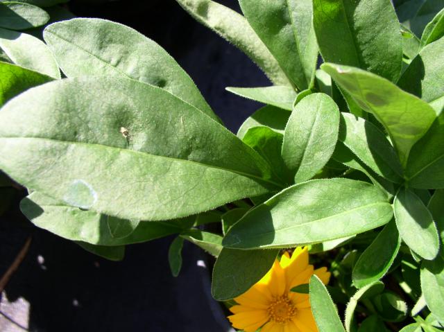 Coreopsis auriculata 'Nana'