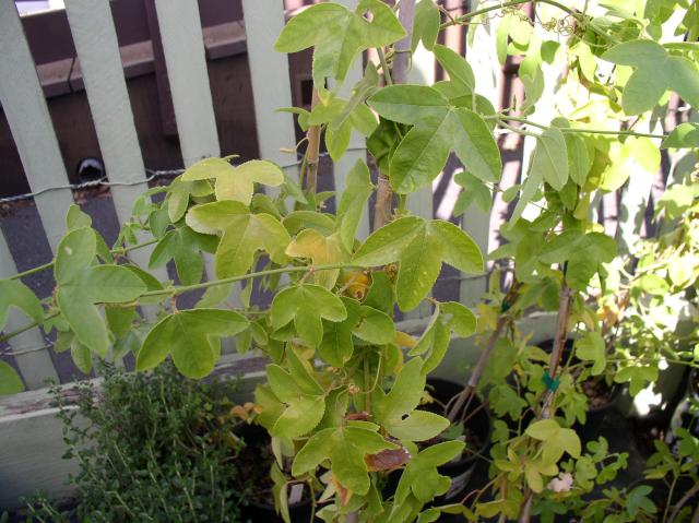 Passiflora 'Coral Seas'