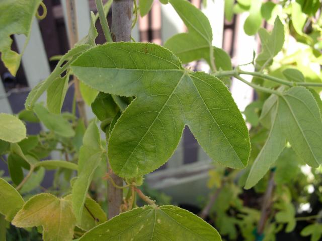 Passiflora 'Coral Seas'