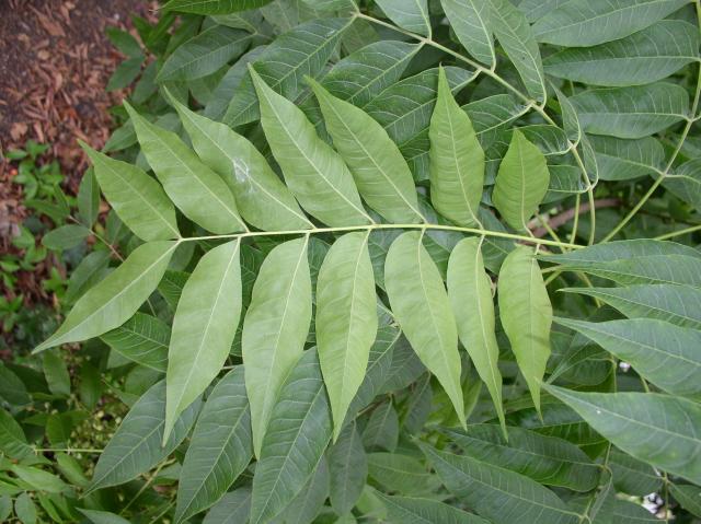 Pistacia chinensis
