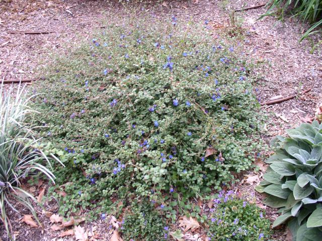 Ceratostigma griffithii