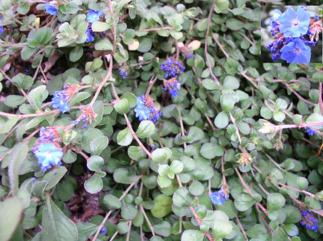 Ceratostigma griffithii