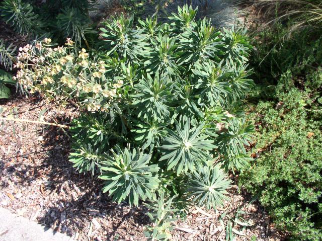 Euphorbia x martinii