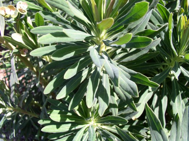 Euphorbia x martinii