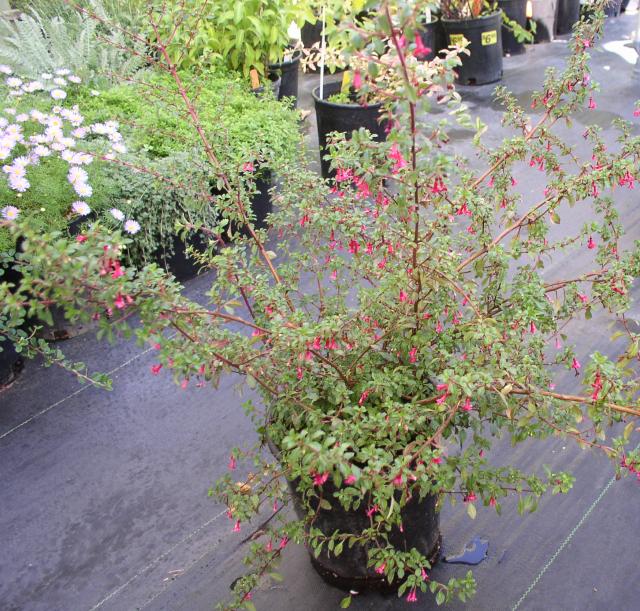 Fuchsia thymifolia