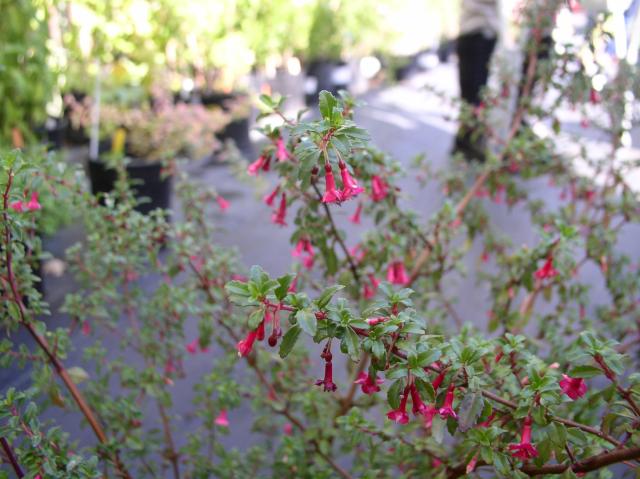 Fuchsia thymifolia