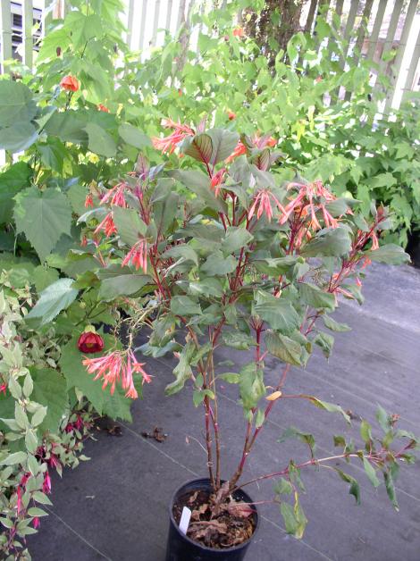 Fuchsia triphylla 'Gartenmeister Bonstedt'