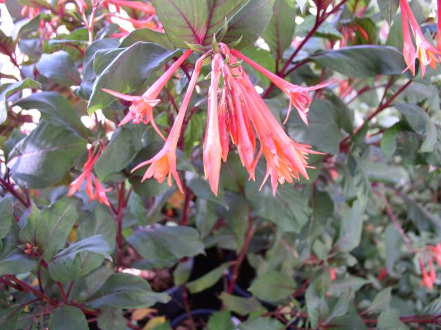 Fuchsia triphylla 'Gartenmeister Bonstedt'