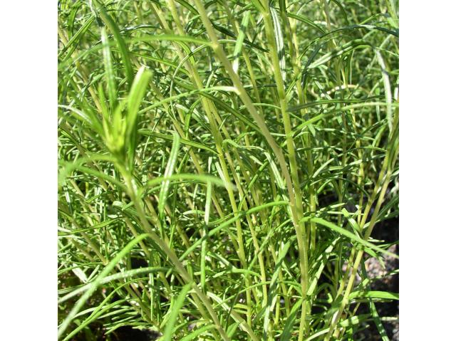 Helianthus angustifolius