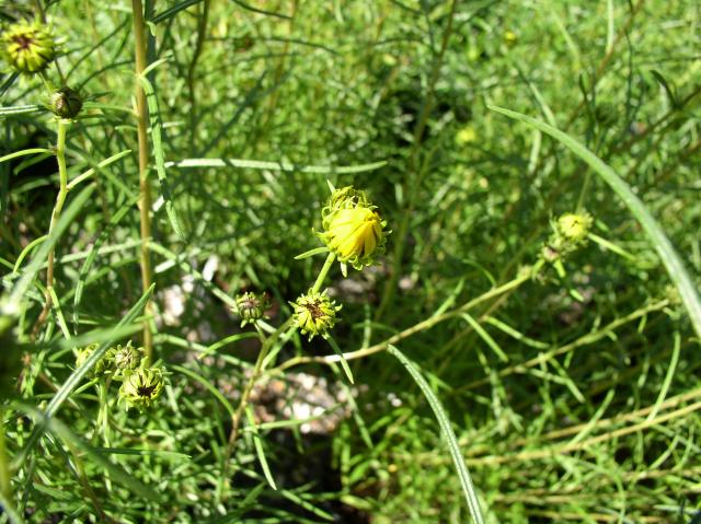 Helianthus angustifolius