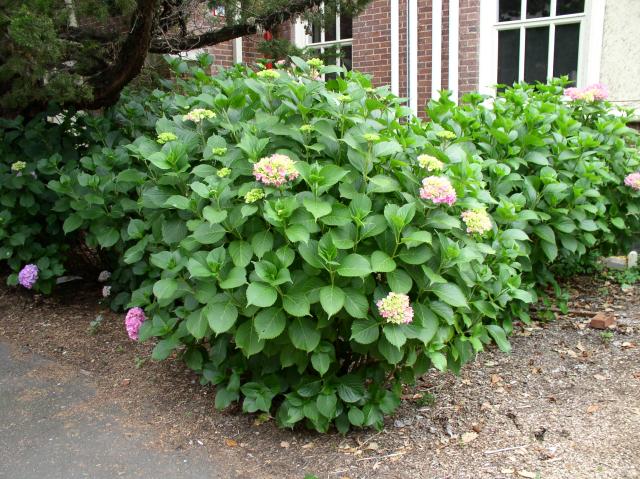 Hydrangea macrophylla