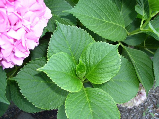 Hydrangea macrophylla