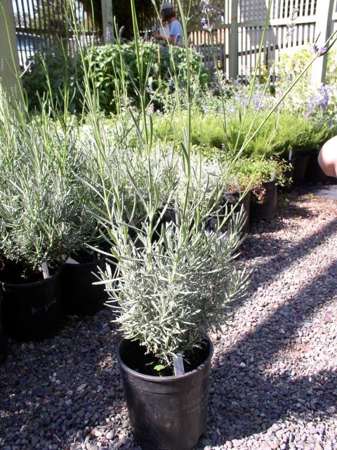 Lavandula x intermedia