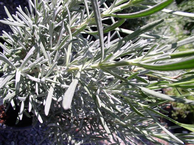 Lavandula x intermedia