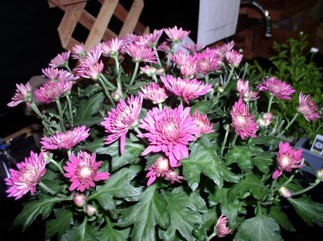 Dendranthemum x grandiflorum