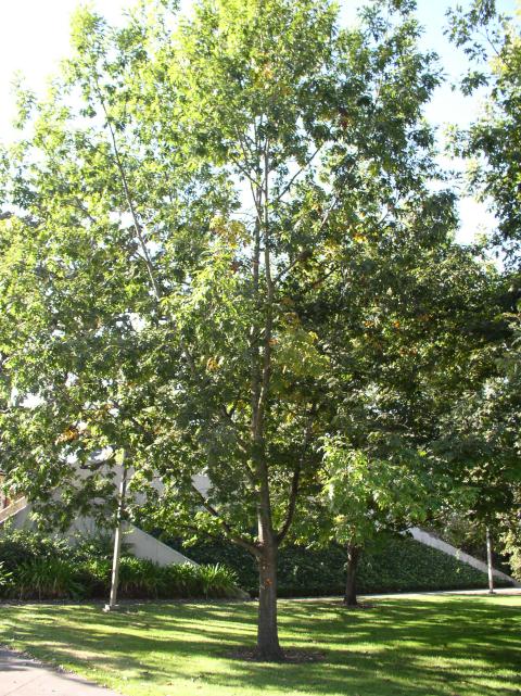 Quercus rubra