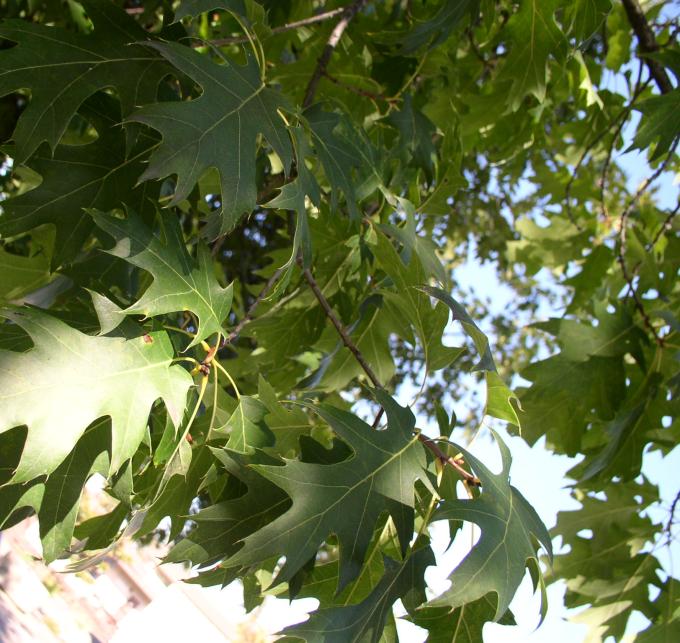 Quercus rubra