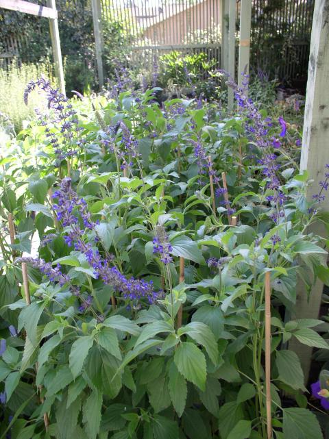 Salvia 'Indigo Spires'