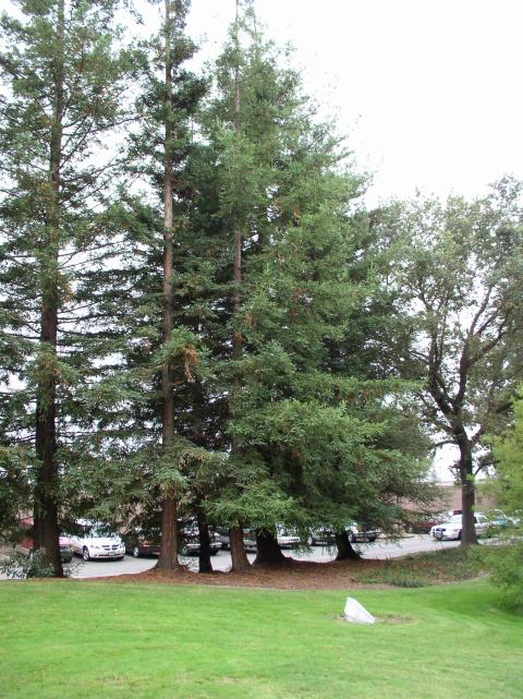 Sequoia sempervirens