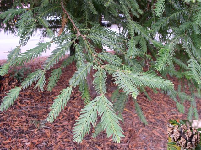 Sequoia sempervirens