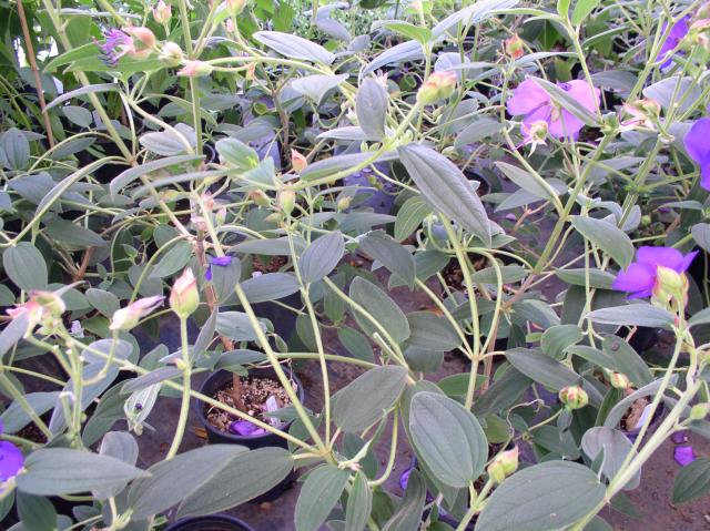 Tibouchina urvilleana