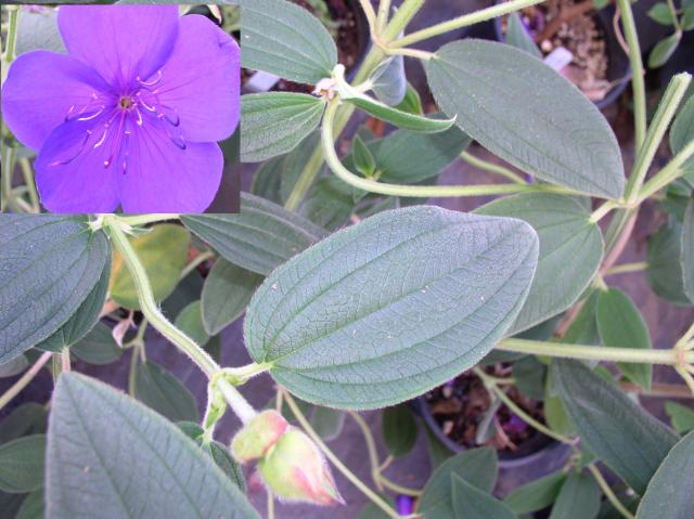 Tibouchina urvilleana