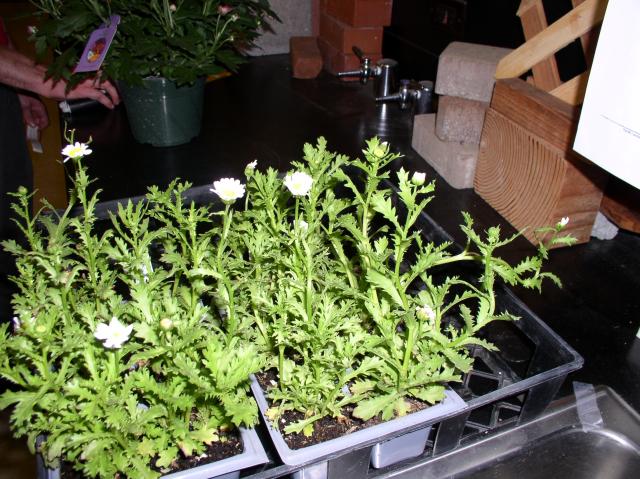 Leucanthemum paludosum