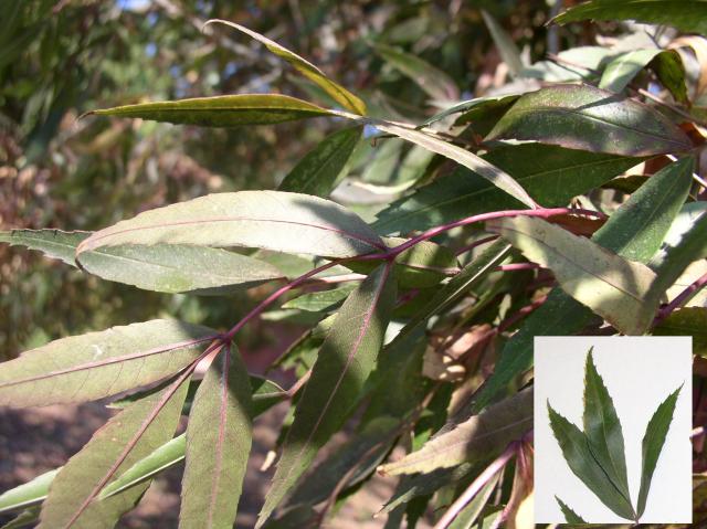 Fraxinus angustifolia 'Raywood'