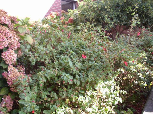 Fuchsia hybrids