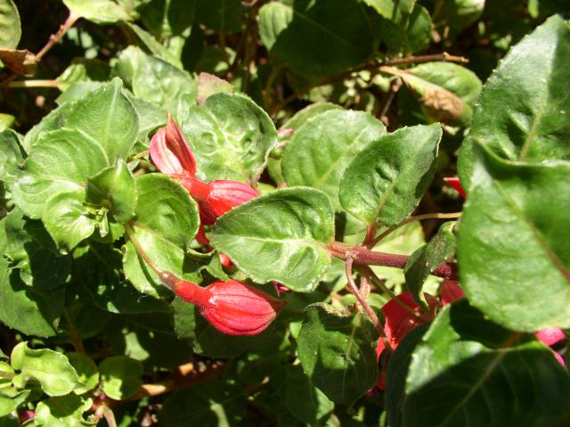 Fuchsia hybrids
